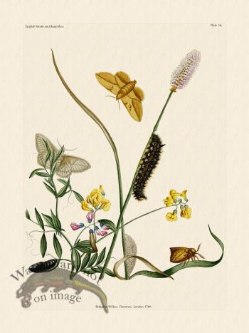 Wilkes Butterflies 016